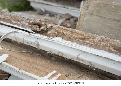 termite damage rotten wood eat nest destroy 