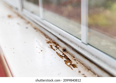 Termite Damage Visible On Window Sill Of House.