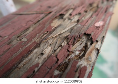 Termite Damage To Wood.