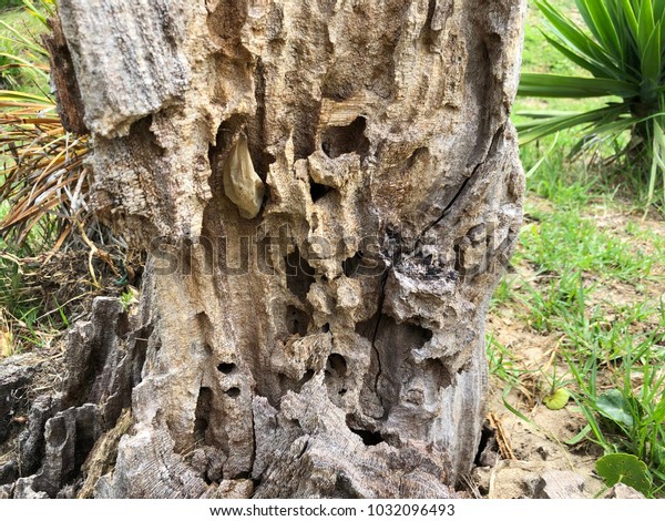 Termite damage to wood\
tree