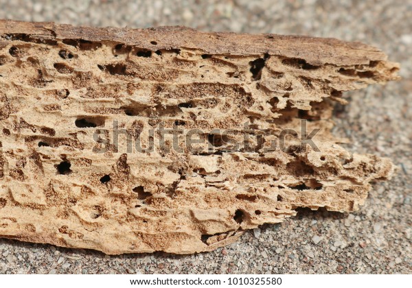 termite damaged timber showing holes and tunnels\
made by the wood chewing\
insects