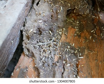 2,684 Termites damage walls Images, Stock Photos & Vectors | Shutterstock