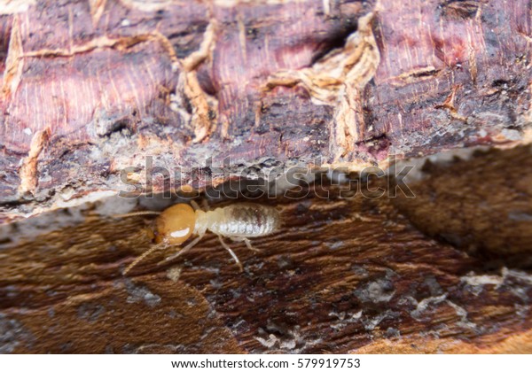 Termite eat wood\
like an animal in the\
house