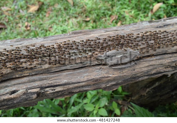 termite eat wood walk in\
line