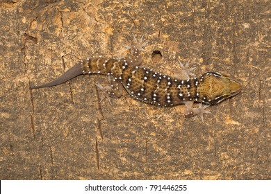 Termite hill geckos are fairly large geckos which bear distinct bands on their dorsum. Commonly found in and around termite mounds