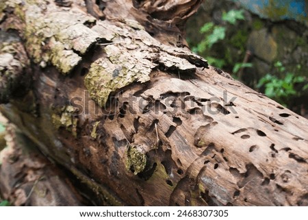 Termite holes in large tree trunks