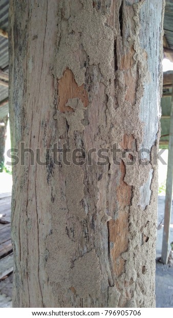 termite house .\
termite eat wood old as\
nature