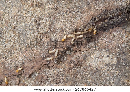 Termite making their route or Mud tunnel (Tube of Subterranean Termites) 