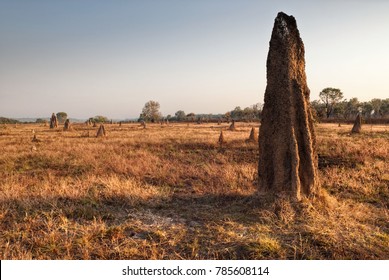 Termite mound at dawn (Nasutitermes triodae), Kakadu National Park, Australia