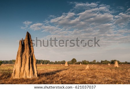 Termite mound at dawn (Nasutitermes triodae), Northern Territory, Australia