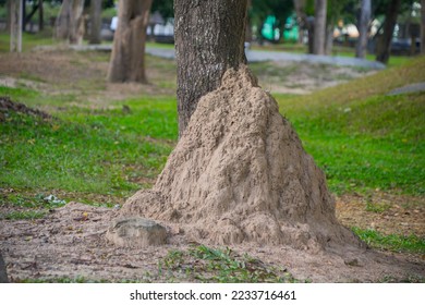 Termite mound. Giant termites,Big anthill on grass field under the tree at park.