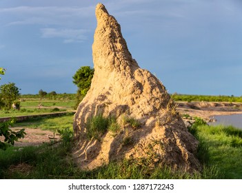 Termite Mound In Hwange National Park, Zimbabwe.