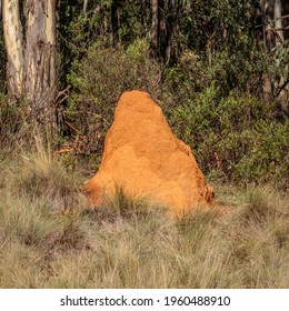 Termite Mound, Mount Franklin Road, ACT, March 2021