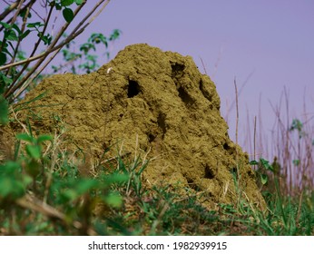 Termite Mound Nest Of Snake Presented On Forest Background