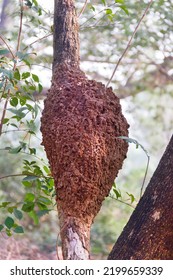 Termite Mound On A Tree In A Rain Forest With High Humidity. Thailand