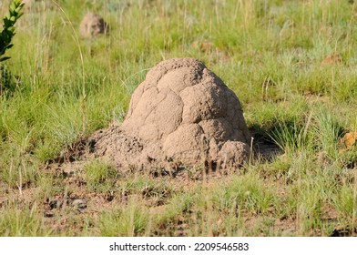 Termite Mound In South Africa