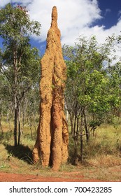 A Termite Mound In The Tip Of  Cape York Australia