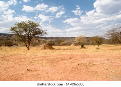 Termite mound under a tree in Africa, Namibia.