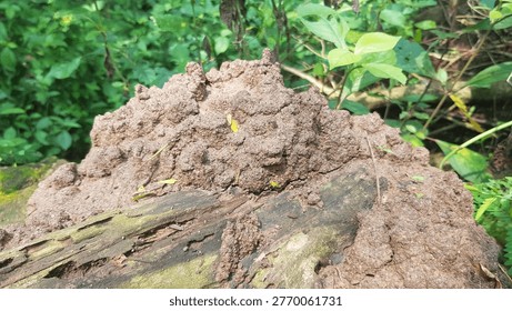 Termite mound, which is a complex structure built from soil, saliva, and excrement by termite colonies. 