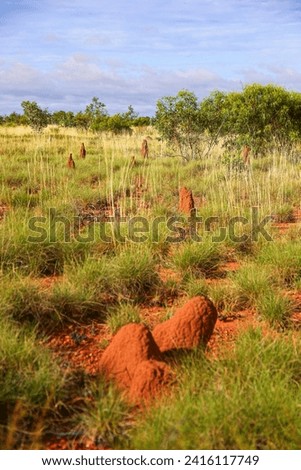 Termite mounds made of soil, saliva and dung in the bushland of the Red Center of Australia in the Northern Territory - Nests of mound-building termites in the shape of pinnacles