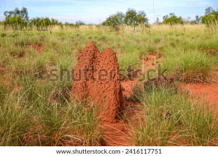 Termite mounds made of soil, saliva and dung in the bushland of the Red Center of Australia in the Northern Territory - Nests of mound-building termites in the shape of pinnacles