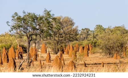 Termite mounds in the middle of the bush along the Stuart Highway