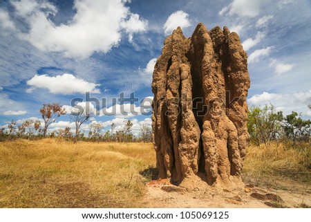  Termite mounds (Nasutitermes triodae), Kakadu National Park, Australia