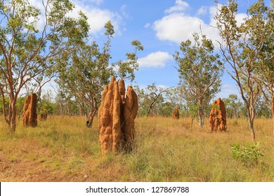 Termite Mounds In Nitmiluk National Park