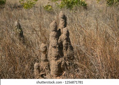 Termite Mounds, North East Arnhem Land, Northern Territory