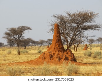 Termite mounds are remarkable structures built by termites, small social insects found in various parts of the world. These mounds are constructed using a mixture of soil, saliva, and excrement.
