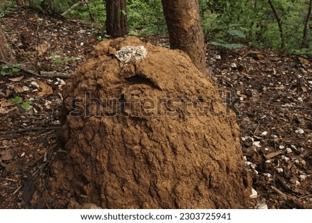Termite mounds or termites are The appearance of a small mound that is higher than the surrounding environment caused by the activity of animals in the soil called 