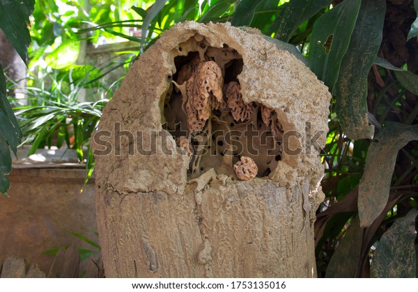 Termite nest is built on rotten stump in the
old garden behind the house. Termites are small but carry the soil
to build a large nest. They bite and destroy the wood of the house.
Phrae Thailand.