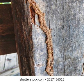 Termite Nest, Home Wrecker, Elimination.damage