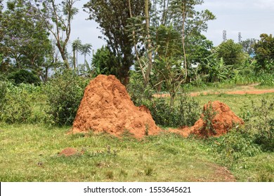 Termite Nest Mound In Uganda 