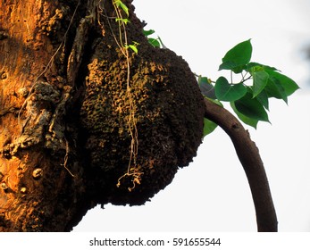 Termite Nest On A Dead Tree.