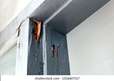 termite nest at wooden door, nest termite at wood decay window sill architrave, background of nest termite, white ant, background damaged white wooden eaten by termite or white ant (selective focus)