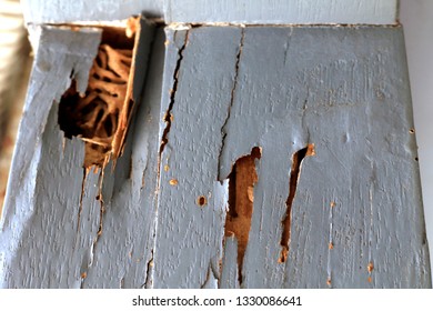 Termite Nest Wooden Door Nest Termite Stock Photo 1330086641 | Shutterstock