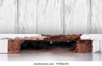 termite nest at wooden wall, nest termite at wood decay, background of nest termite, white ant, background damaged white wooden eaten by termite or white ant