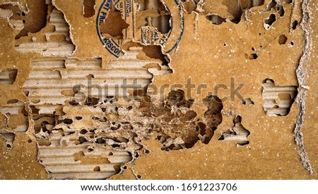 Termite nests in corrugated boxes that are eaten by termites.