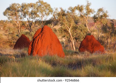 Termite Nests In West Australian Outback