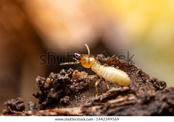 download grounded termite