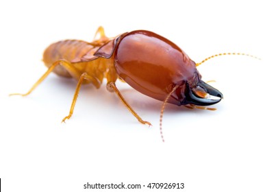 Termite On White Background