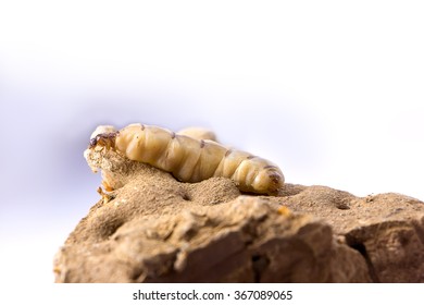 Termite Queen