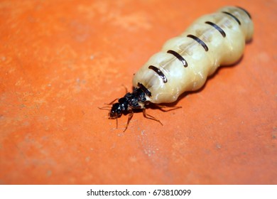 Termite Queen 