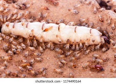 termite and queen termite in hole