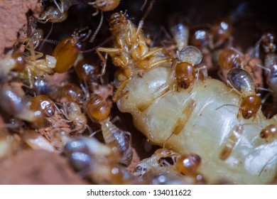 termite and queen termite  in hole.