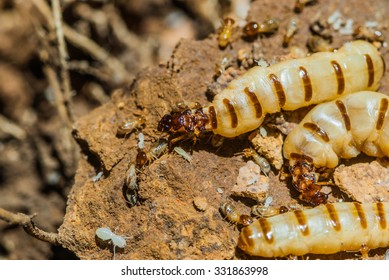 Termite and queen termite in hole.
