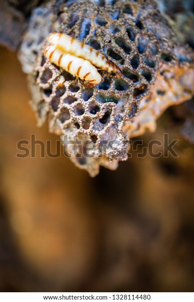 termite and queen termite in\
hole 