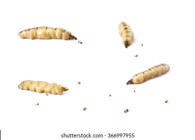 termite, queen, termite queen, termite nests, insect, macro, 
group, pest, background, big, group, large