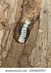 Termite Queen in a Piece of bark from a fallen oak tree